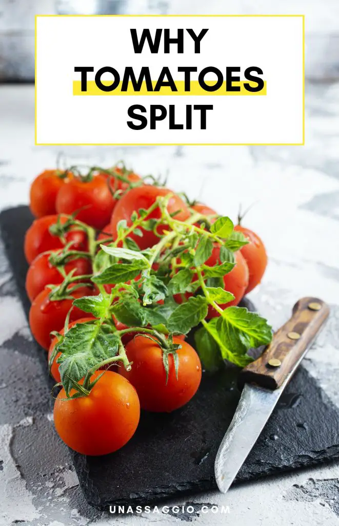 Why Tomatoes Split And How to Prevent It UnAssaggio
