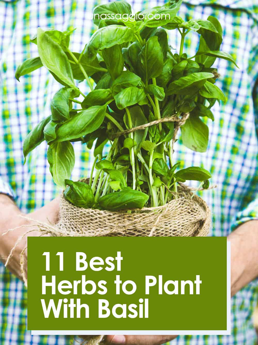 11 Best Herbs to Plant With Basil UnAssaggio