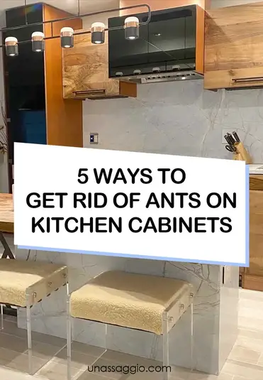 Get Rid Of Ants On Kitchen Cabinets, How Do I Get Rid Of Ants In My Kitchen Cabinets