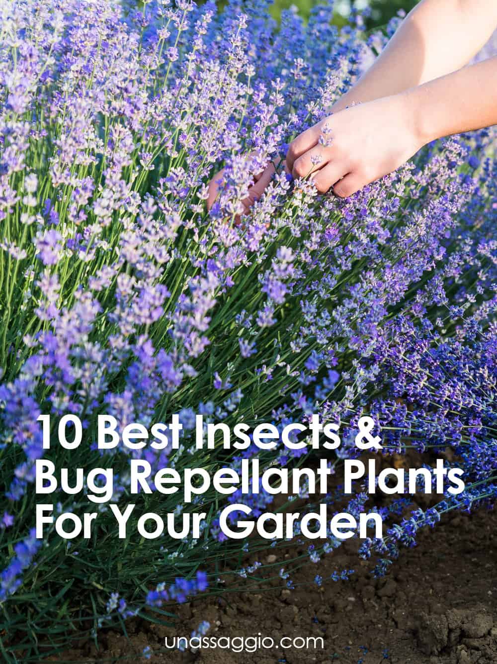 10 Best Insects & Bug Repellant Plants For Your Garden UnAssaggio