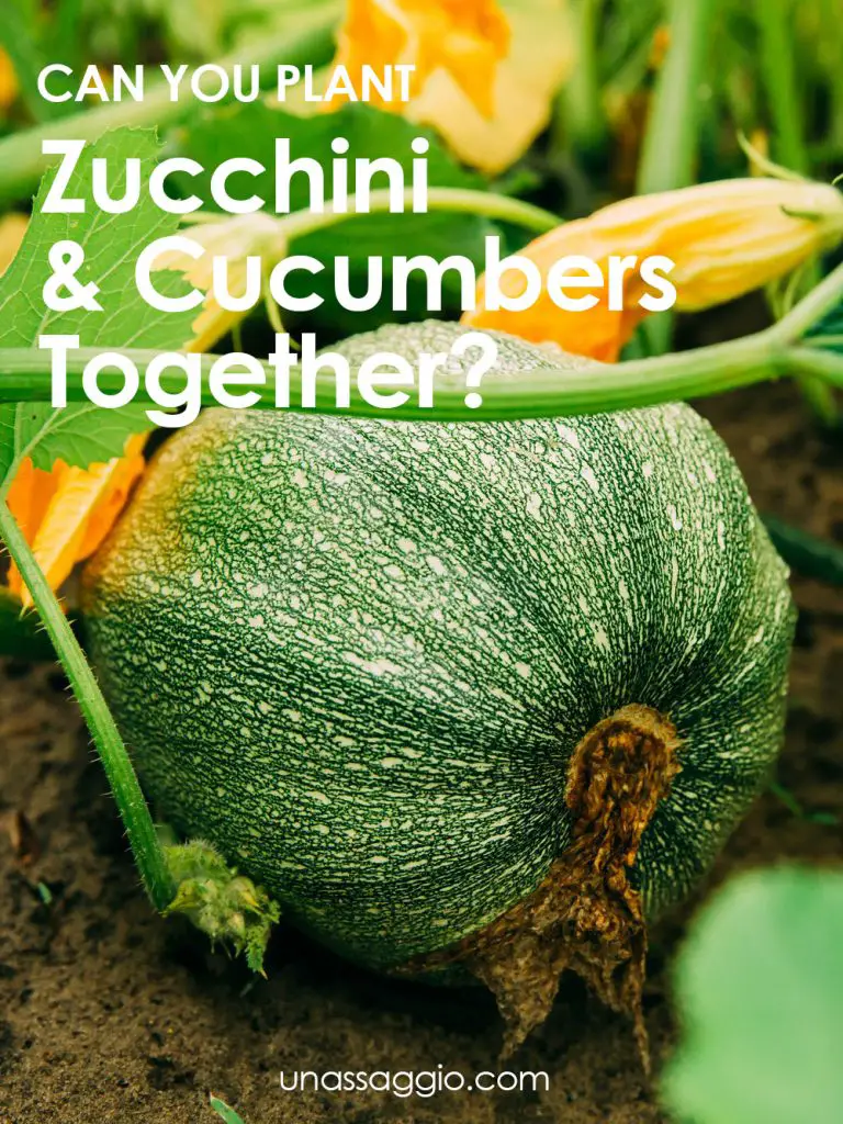 Can You Plant Zucchini And Cucumbers Together? UnAssaggio