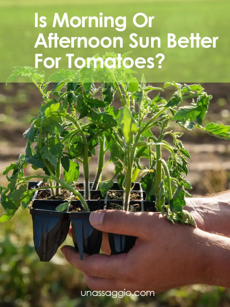 Is Morning Or Afternoon Sun Better For Tomatoes? UnAssaggio