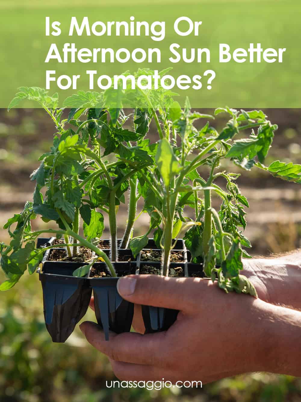 Is Morning Or Afternoon Sun Better For Tomatoes?