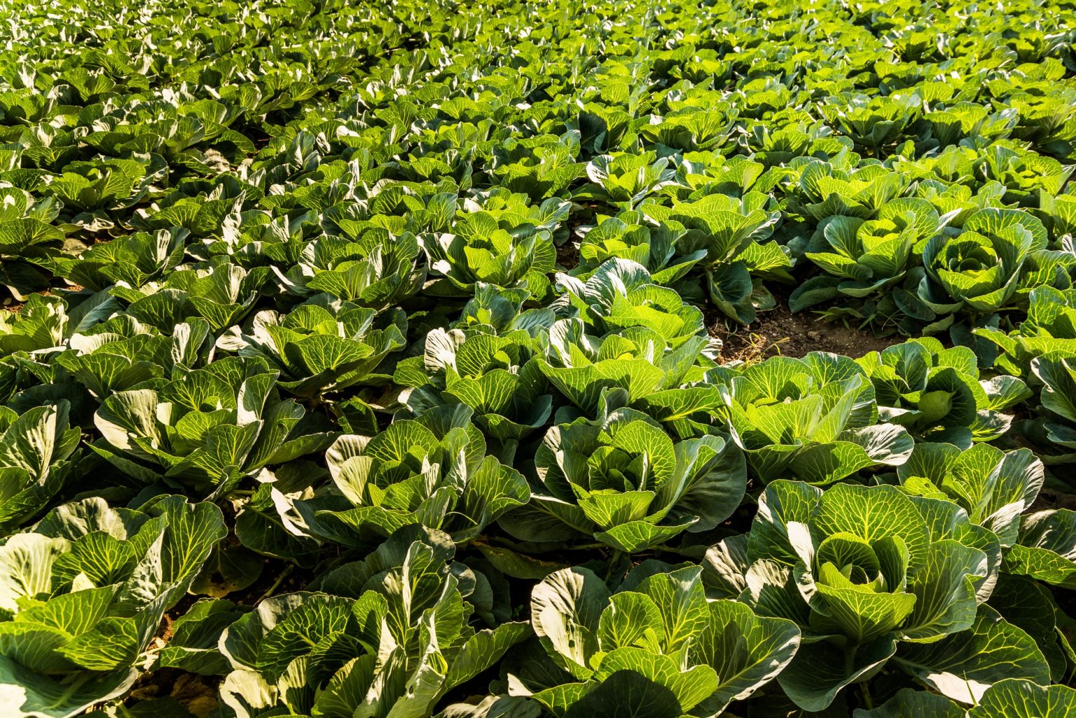 Thyme Companion Plants 10 Best Companion Plants For Thyme UnAssaggio