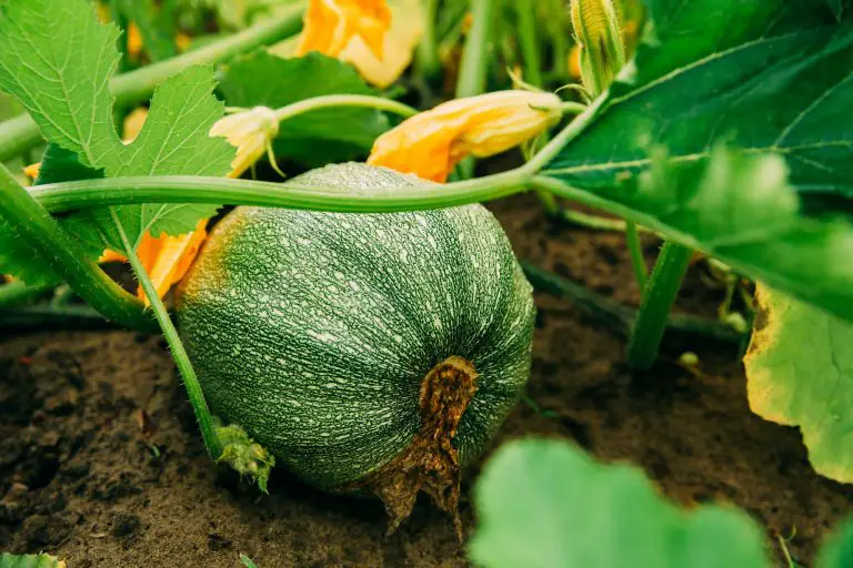 Can You Plant Zucchini And Cucumbers Together? UnAssaggio