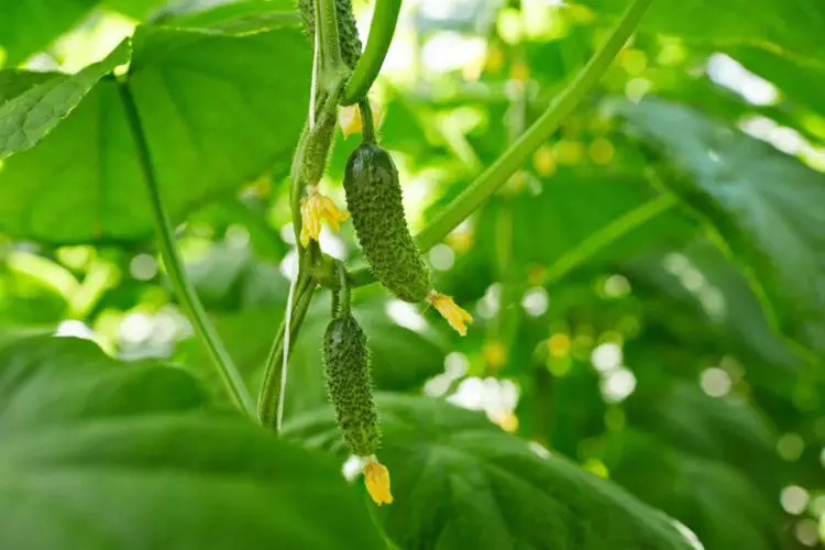 Cucumber Companion Plants: What Can I Plant Next to Cucumbers?