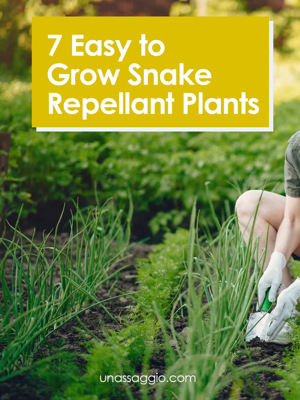 7 Easy to Grow Snake Repellant Plants UnAssaggio