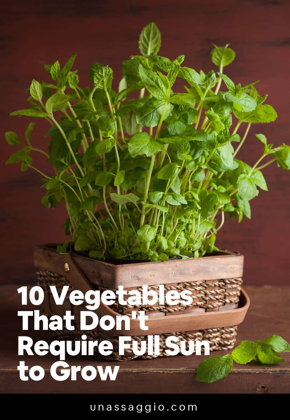 10 Vegetables That Don't Require Full Sun to Grow UnAssaggio