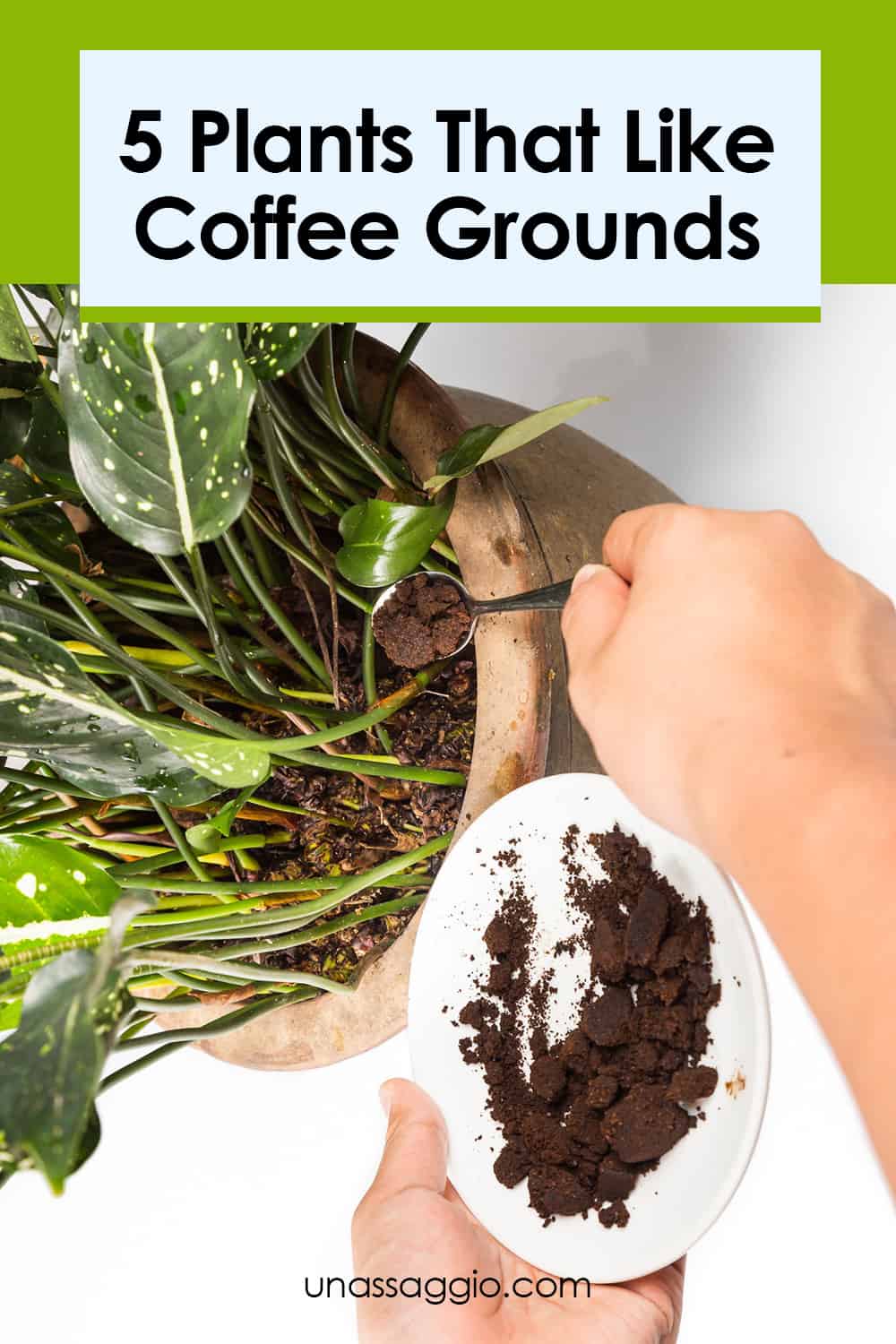 5 Plants That Like Coffee Grounds UnAssaggio