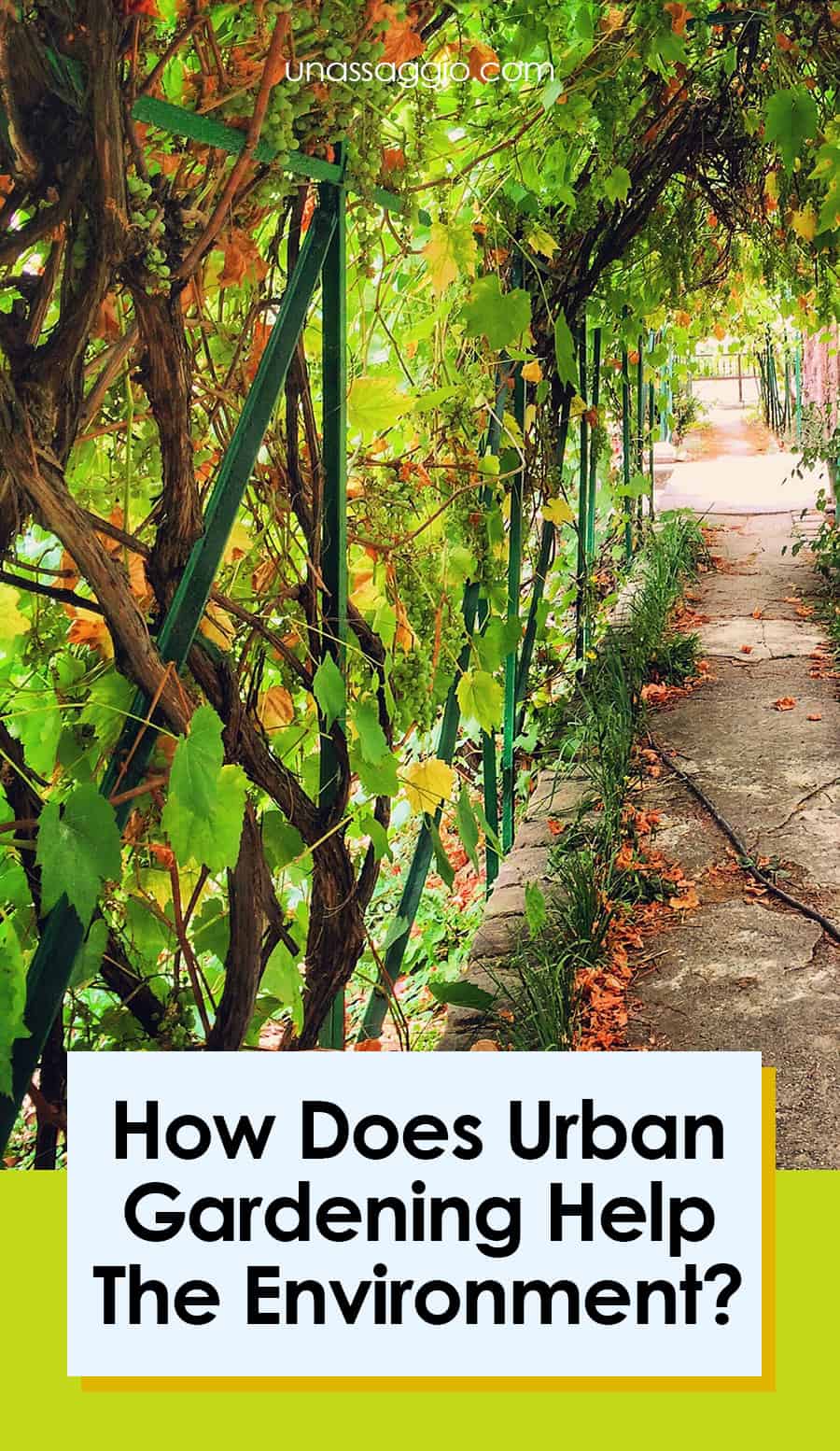 How Does Urban Gardening Help The Environment? UnAssaggio