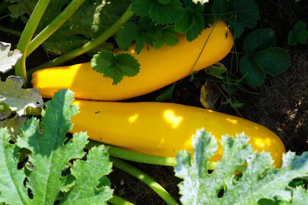 11 Best Zucchini Companion Plants to Grow Un Assaggio