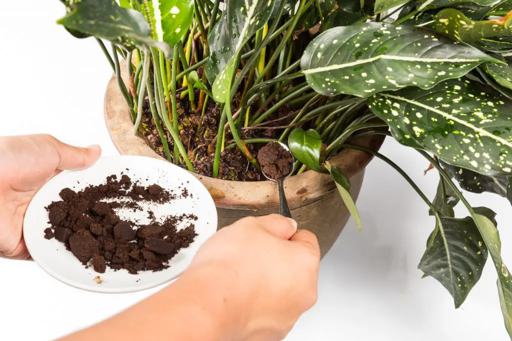 5 Plants That Like Coffee Grounds UnAssaggio