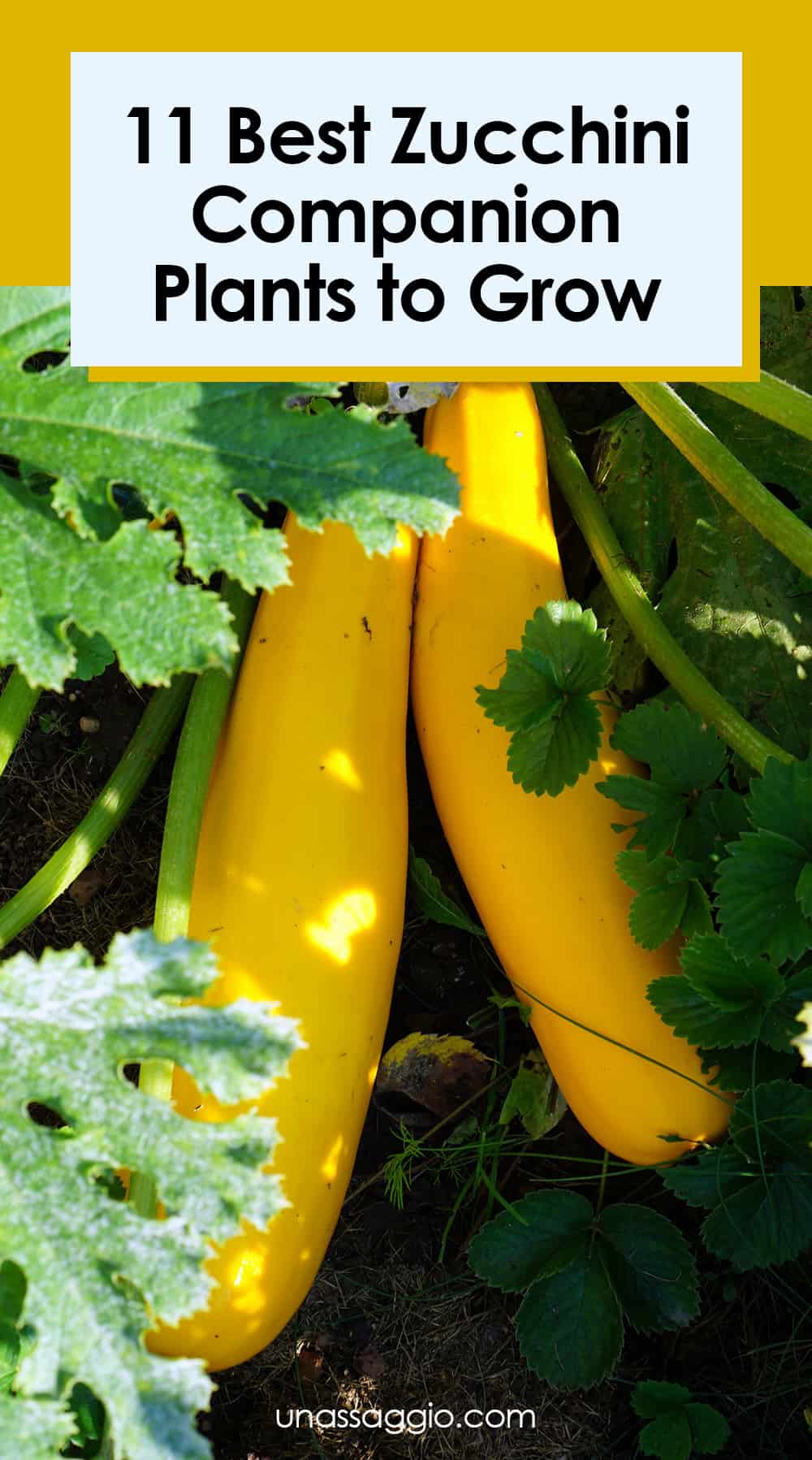 11 Best Zucchini Companion Plants to Grow