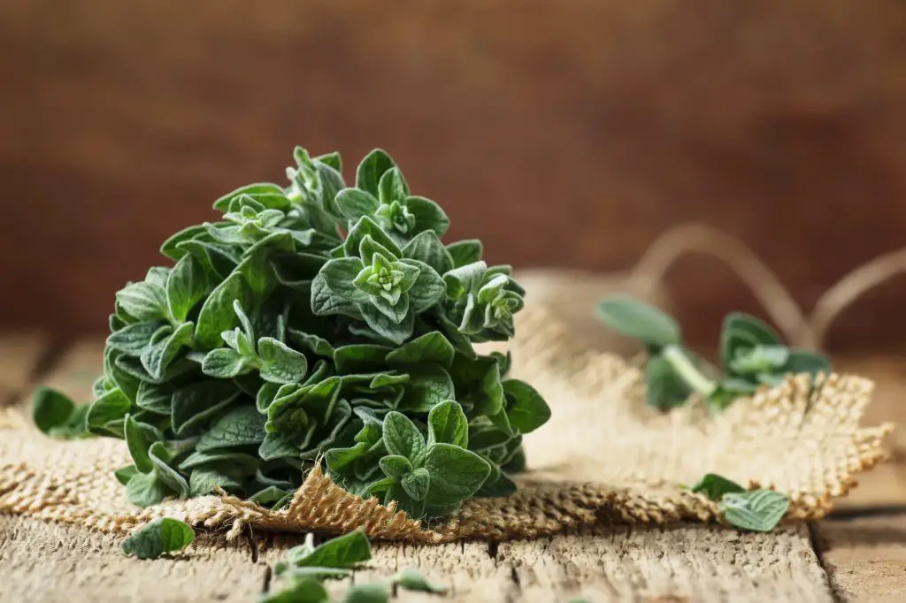 Fresh oregano herbs that grow back every year