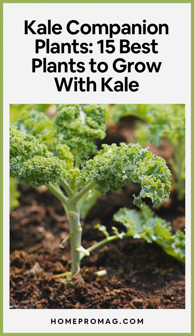 Kale Companion Plants 15 Best Plants to Grow With Kale UnAssaggio