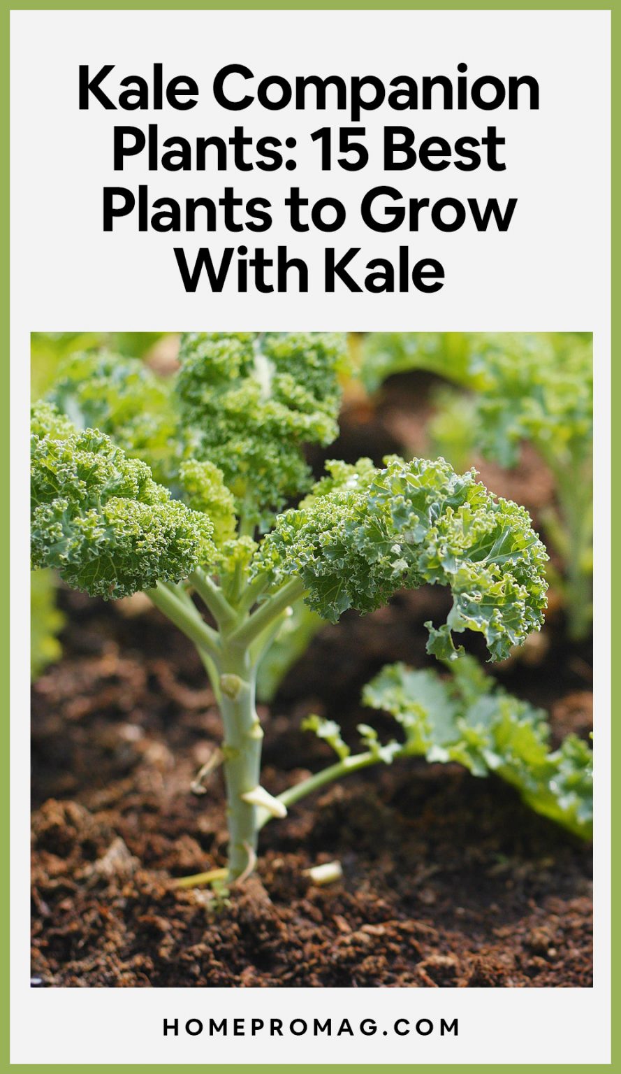 Kale Companion Plants 15 Best Plants to Grow With Kale UnAssaggio