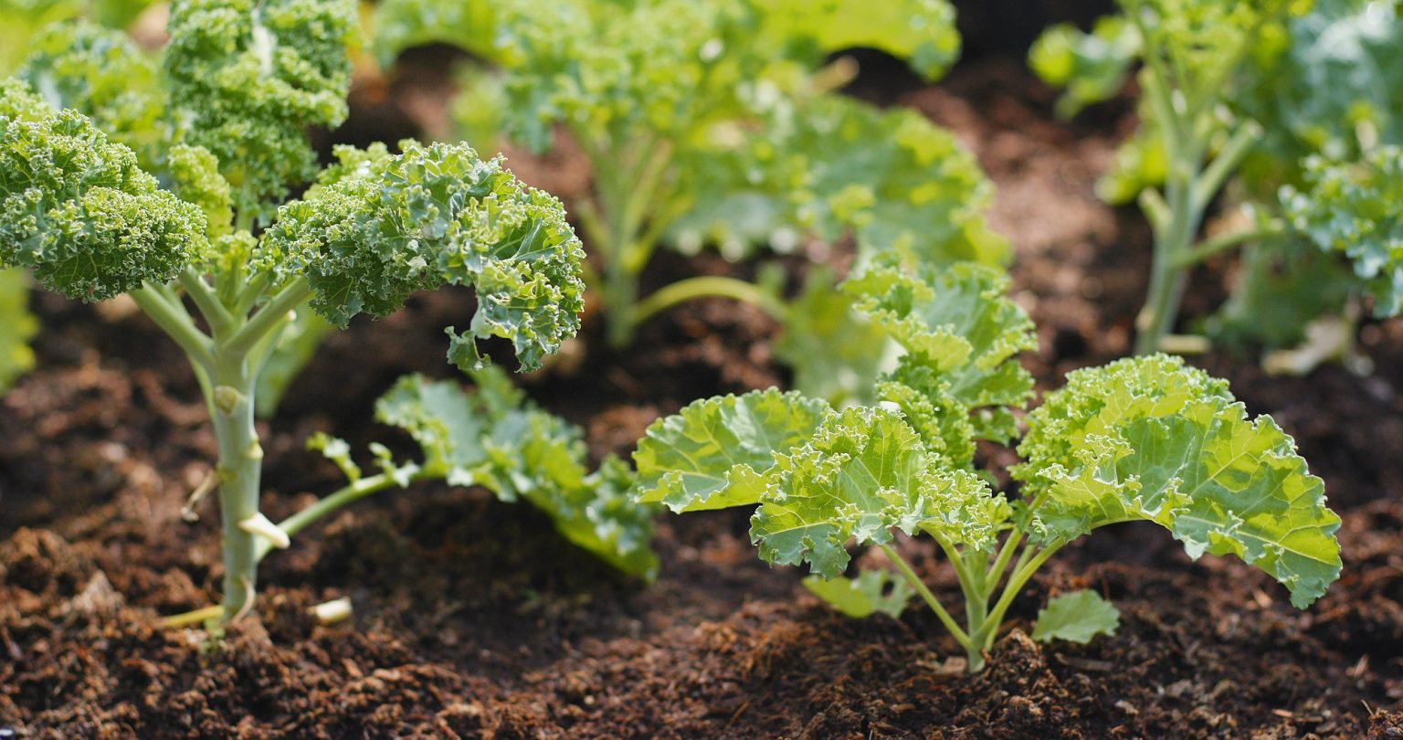 Kale Companion Plants 15 Best Plants to Grow With Kale