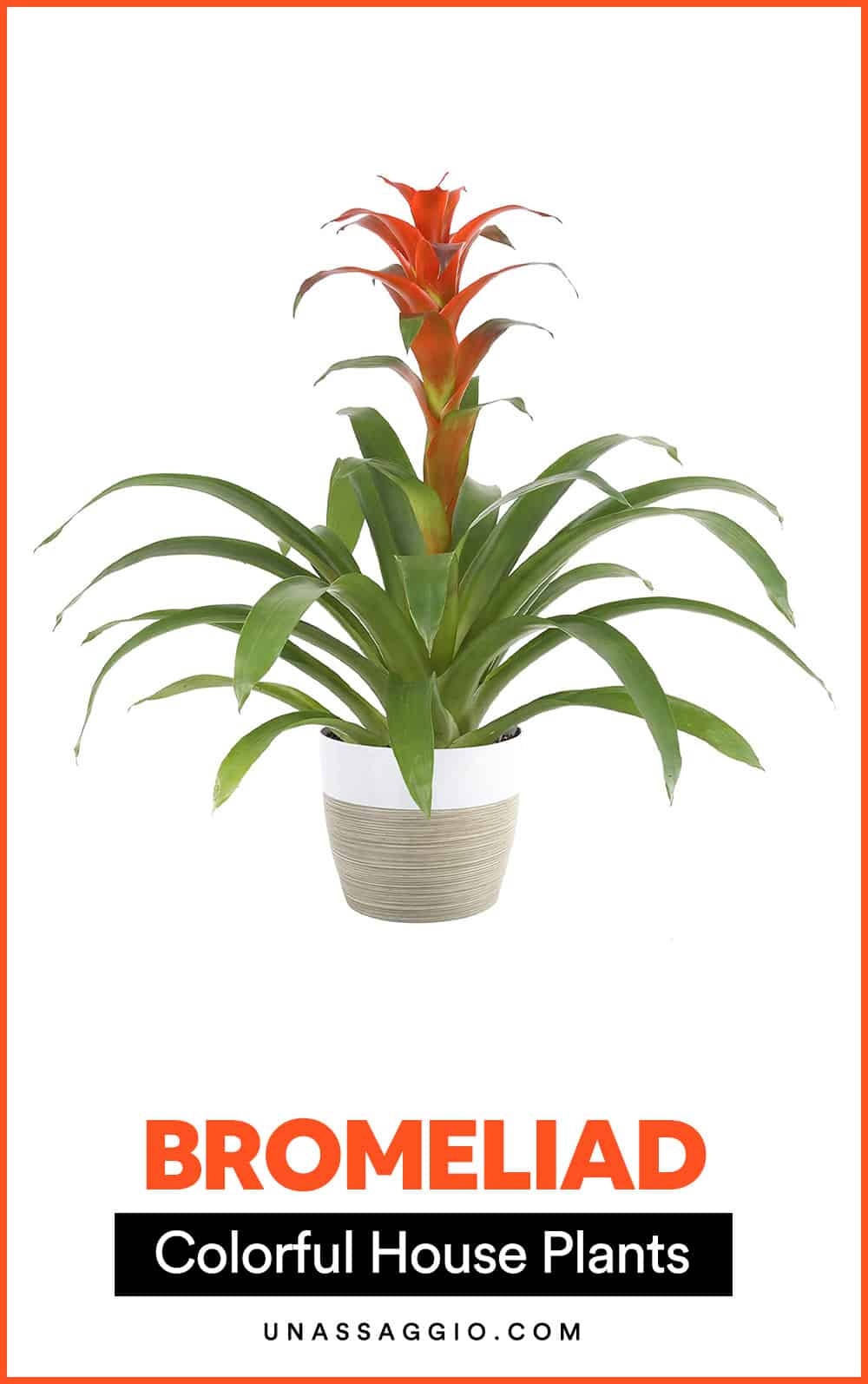 Bromeliad