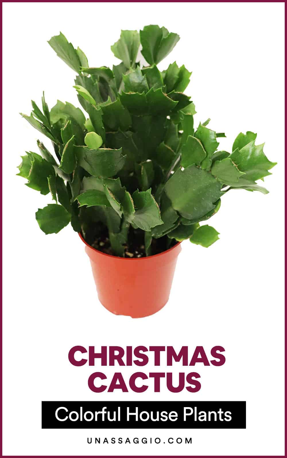 Christmas Cactus