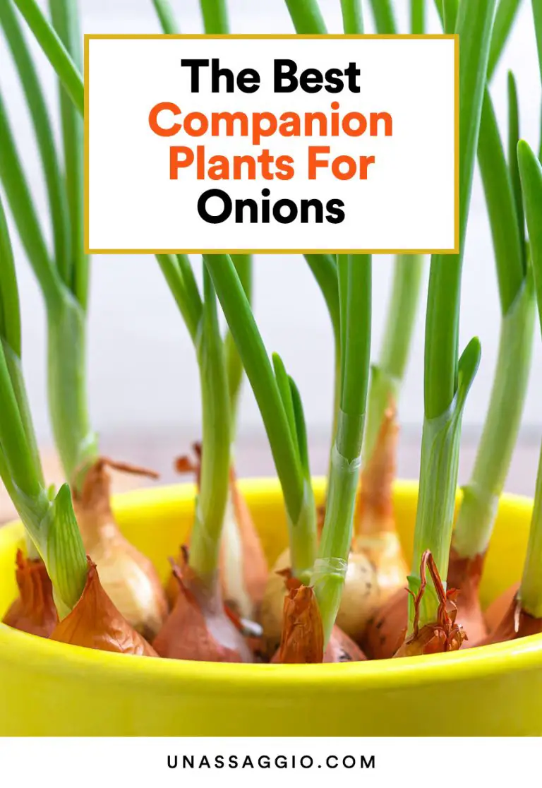Onion Companion Plants 12 Best Plants to Grow With Onions