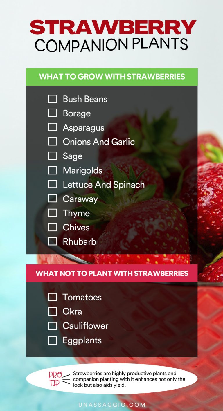 Strawberry Companion Plants 11 Best Plants to Grow With Strawberries