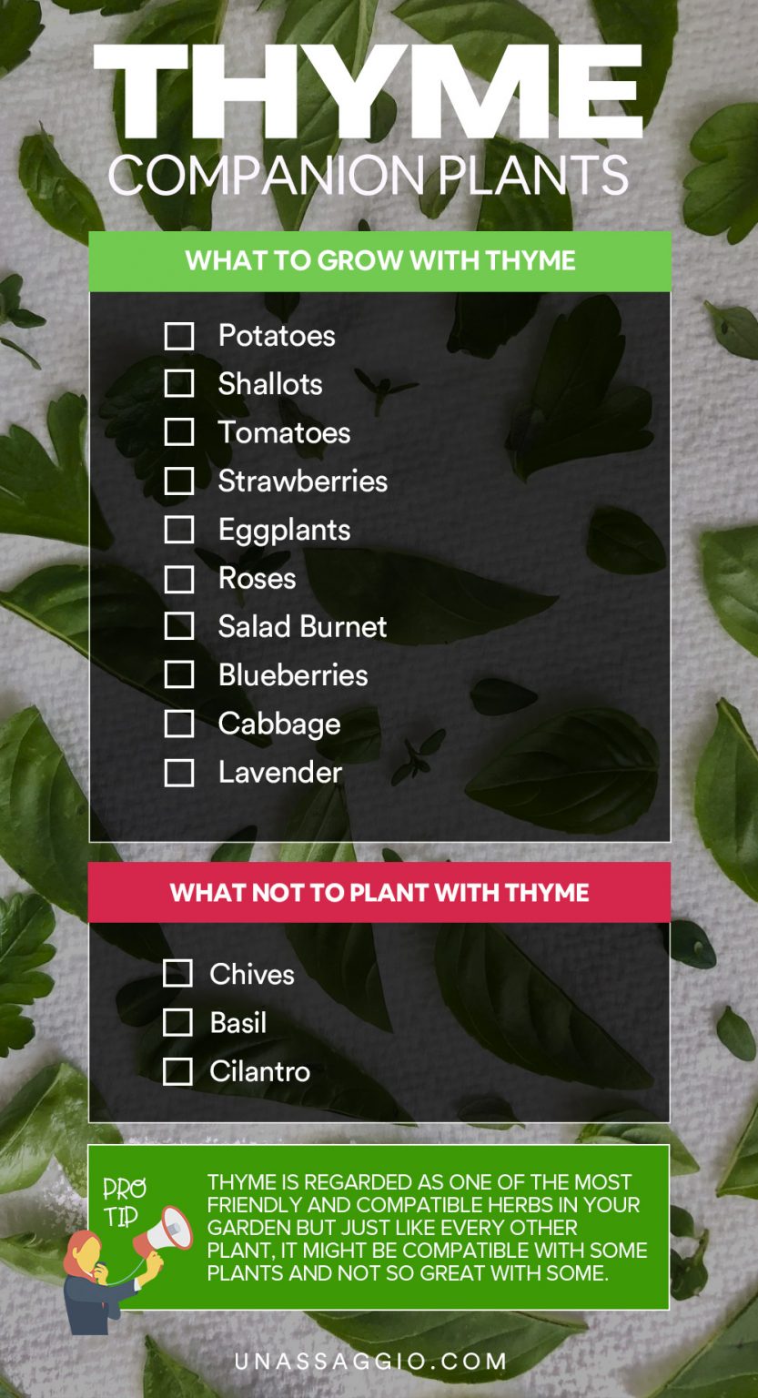 Thyme Companion Plants 10 Best Companion Plants For Thyme UnAssaggio