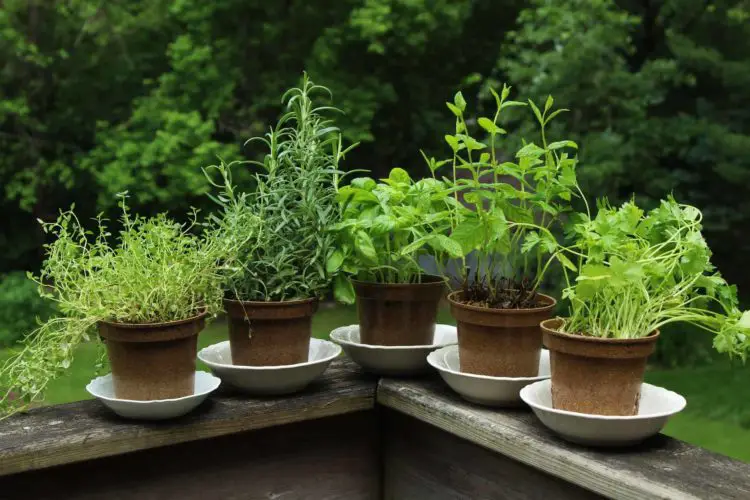 Herbs That Can Be Grown In Small Pots