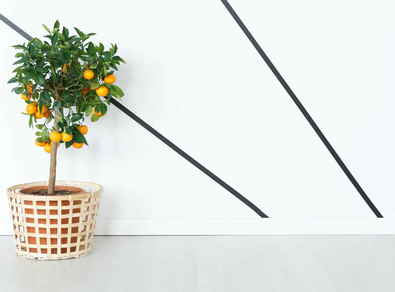14 Best Indoor Fruit Trees To Plant In 2022 UnAssaggio
