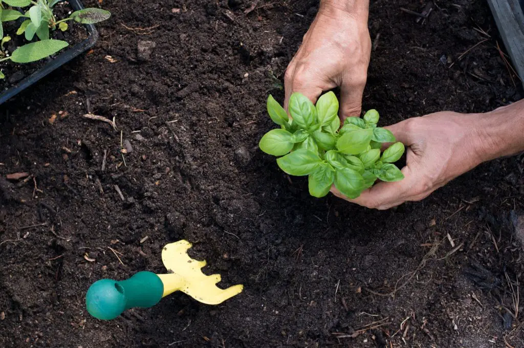 basil companion plants