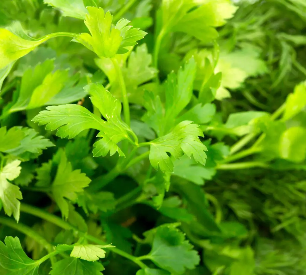 Parsley companion plants