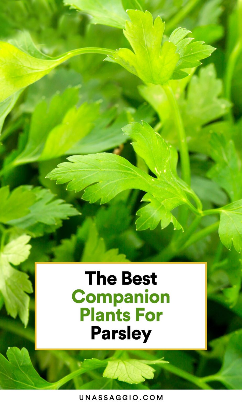 Parsley Companion Plants 10 Best Plants to Grow With