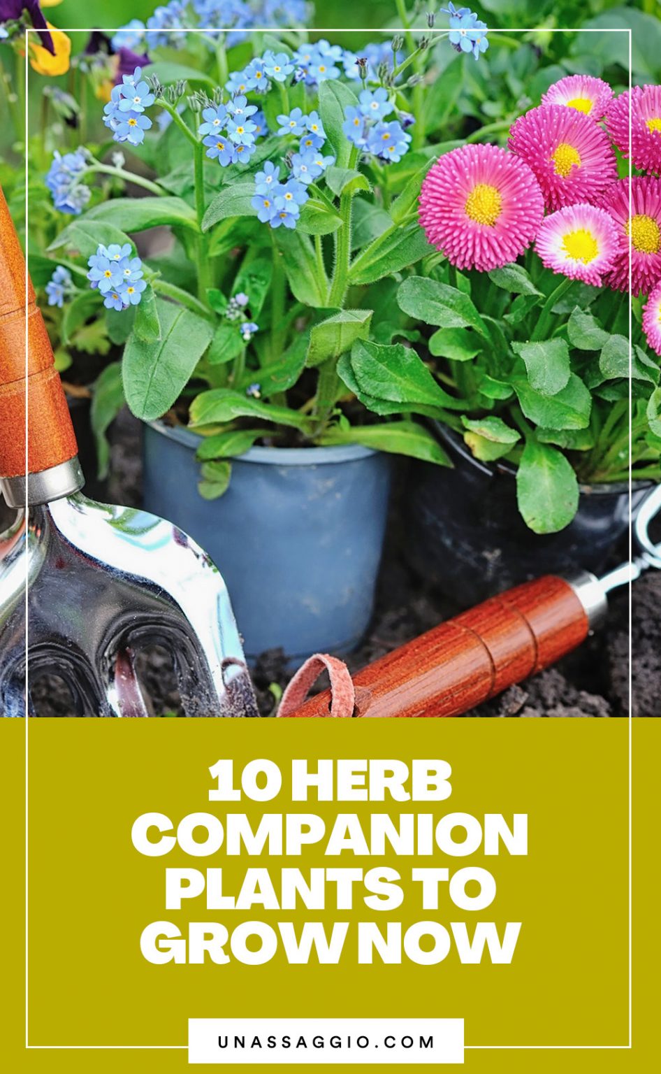 Herbs Companion Planting 10 Flowers to Plant With Herbs UnAssaggio