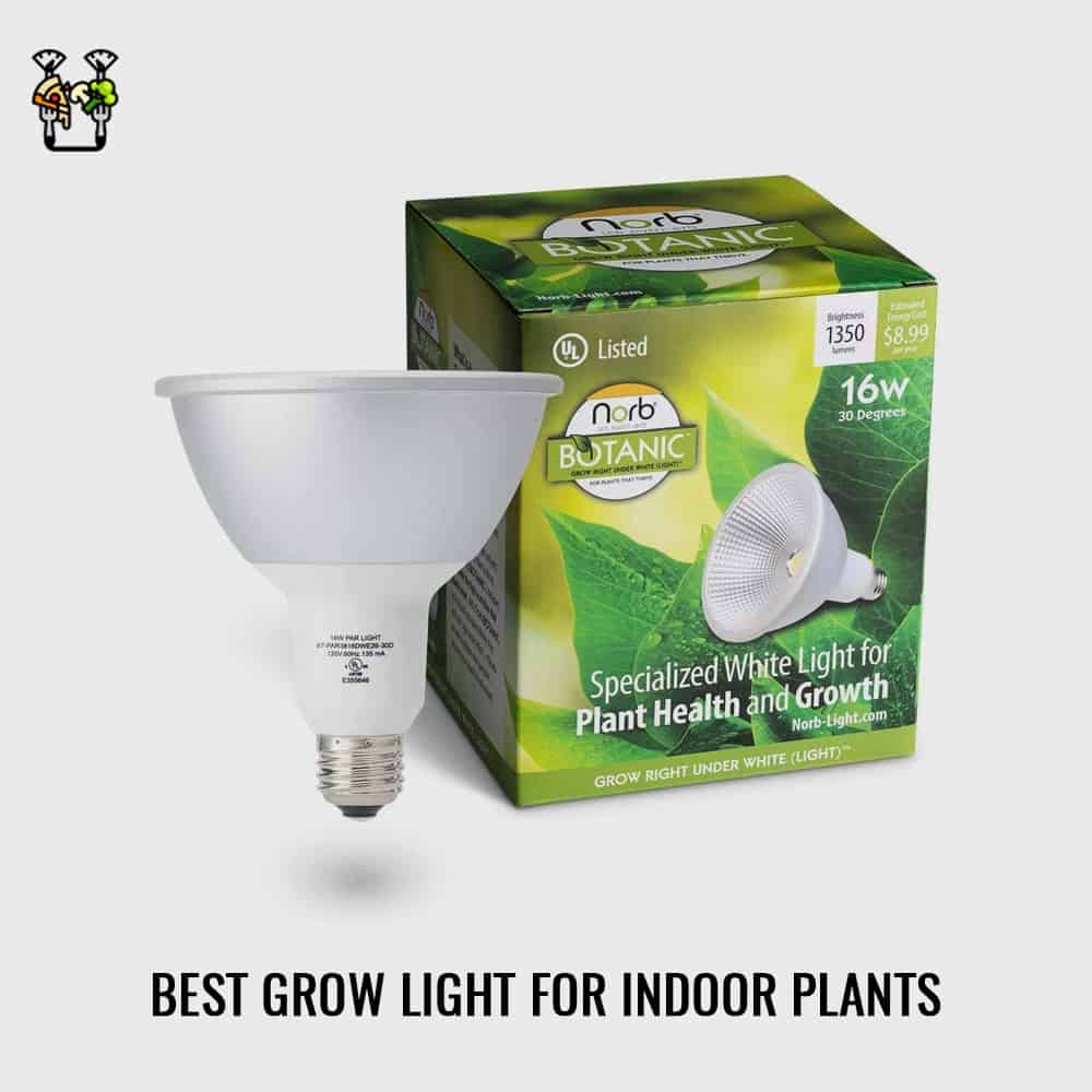 NorbBotanic Indoor Plant Grow Light- Best Bulb