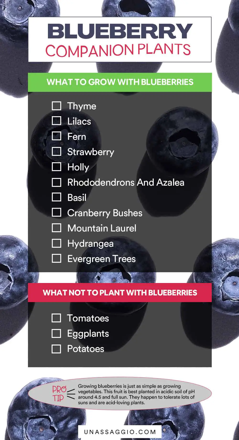 Blueberry Companion Plants Chart