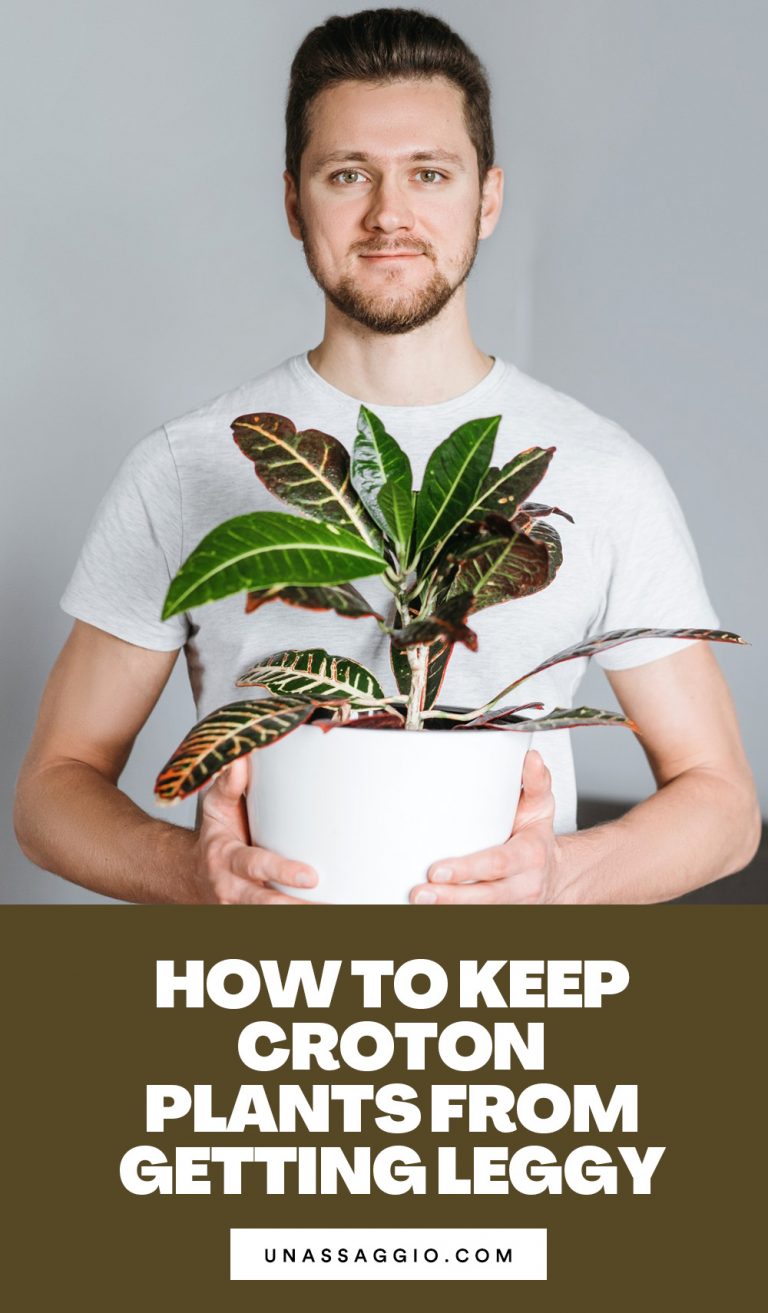 How to Keep Croton Plants From Getting Leggy UnAssaggio