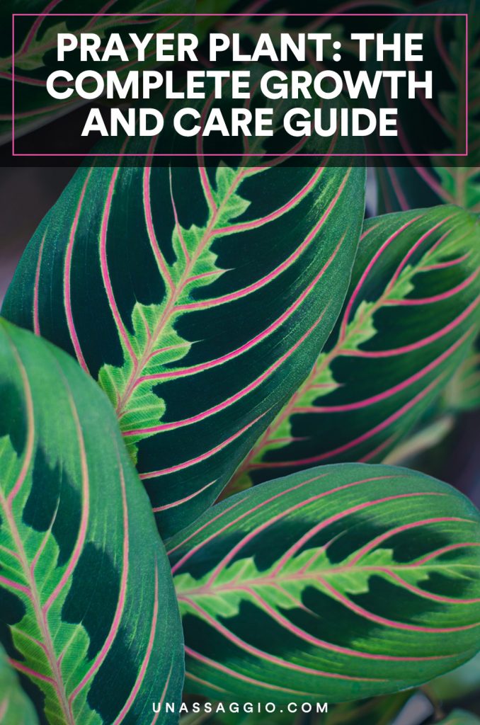 Prayer Plant The Complete Growth And Care Guide (2021