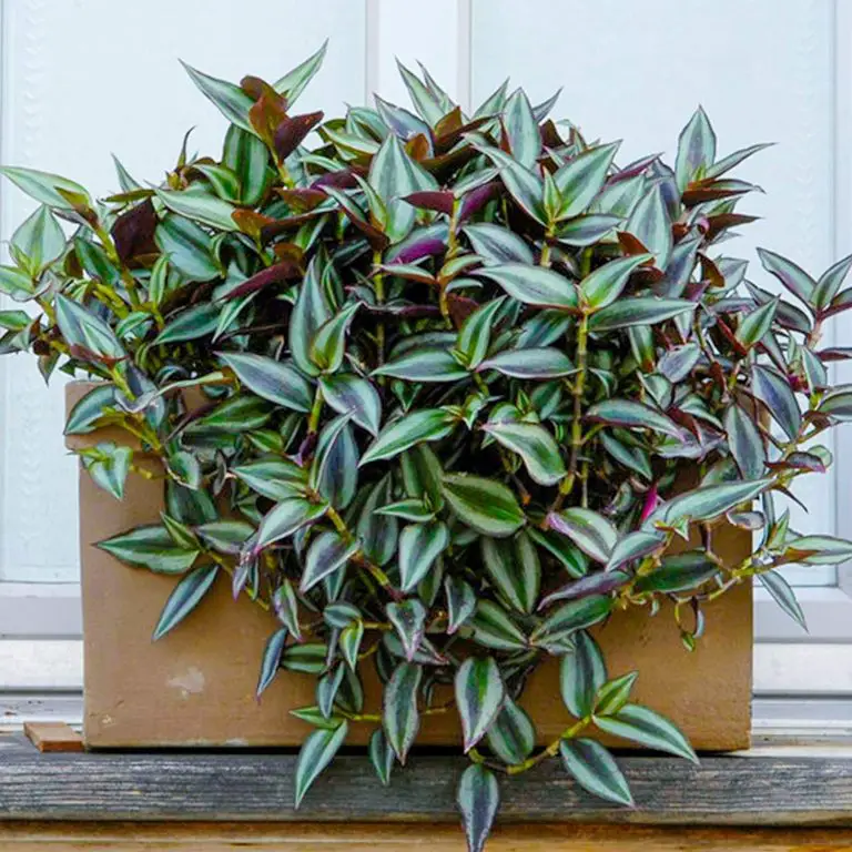 Wandering Jew (Inch Plant) The Complete Growth And Care Guide UnAssaggio
