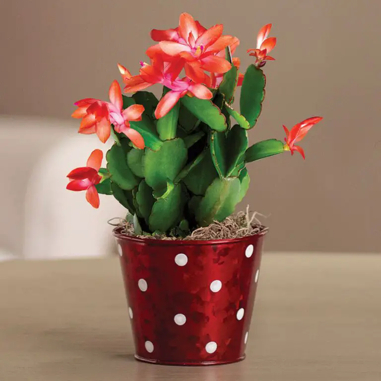 Christmas Cactus Plant The Complete Growth And Care Guide (2021
