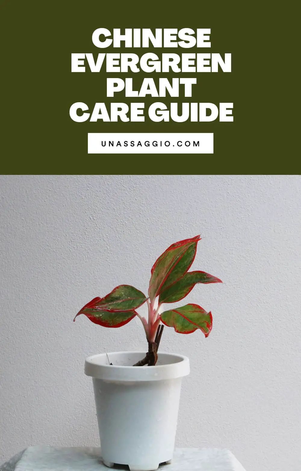 Chinese evergreen Plant Care