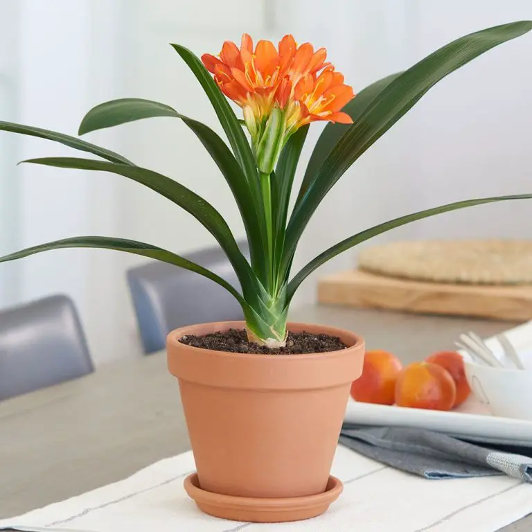Clivia Plant The Complete Growth And Care Guide (2021) UnAssaggio