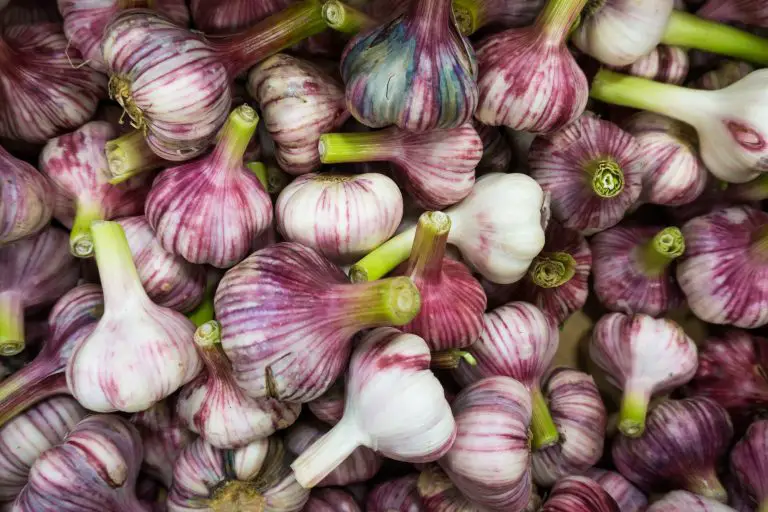 Garlic Companion Plants 12 Best Plants to Grow With Garlic UnAssaggio