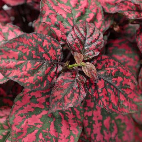 Polka Dot Darker Rose Spots