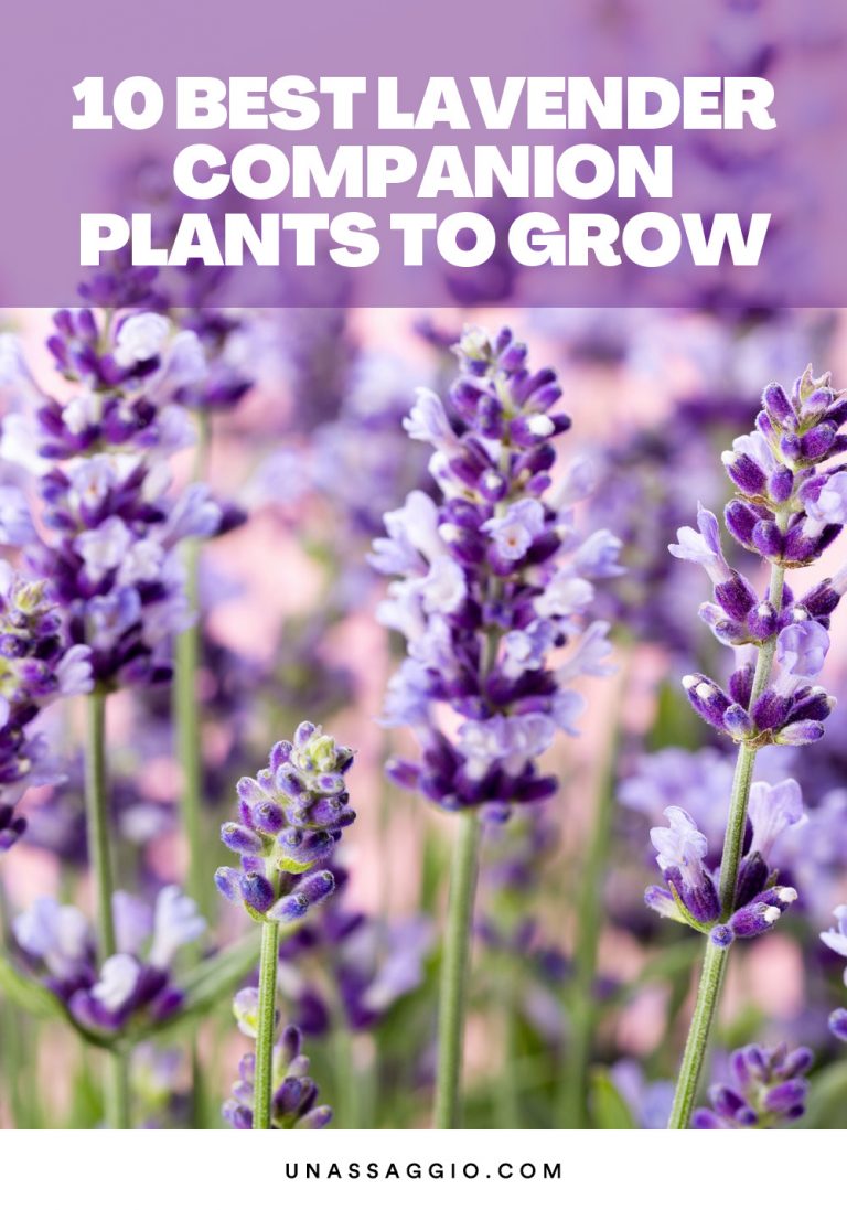 Lavender Companion Plants 7 Best Plants to Grow With