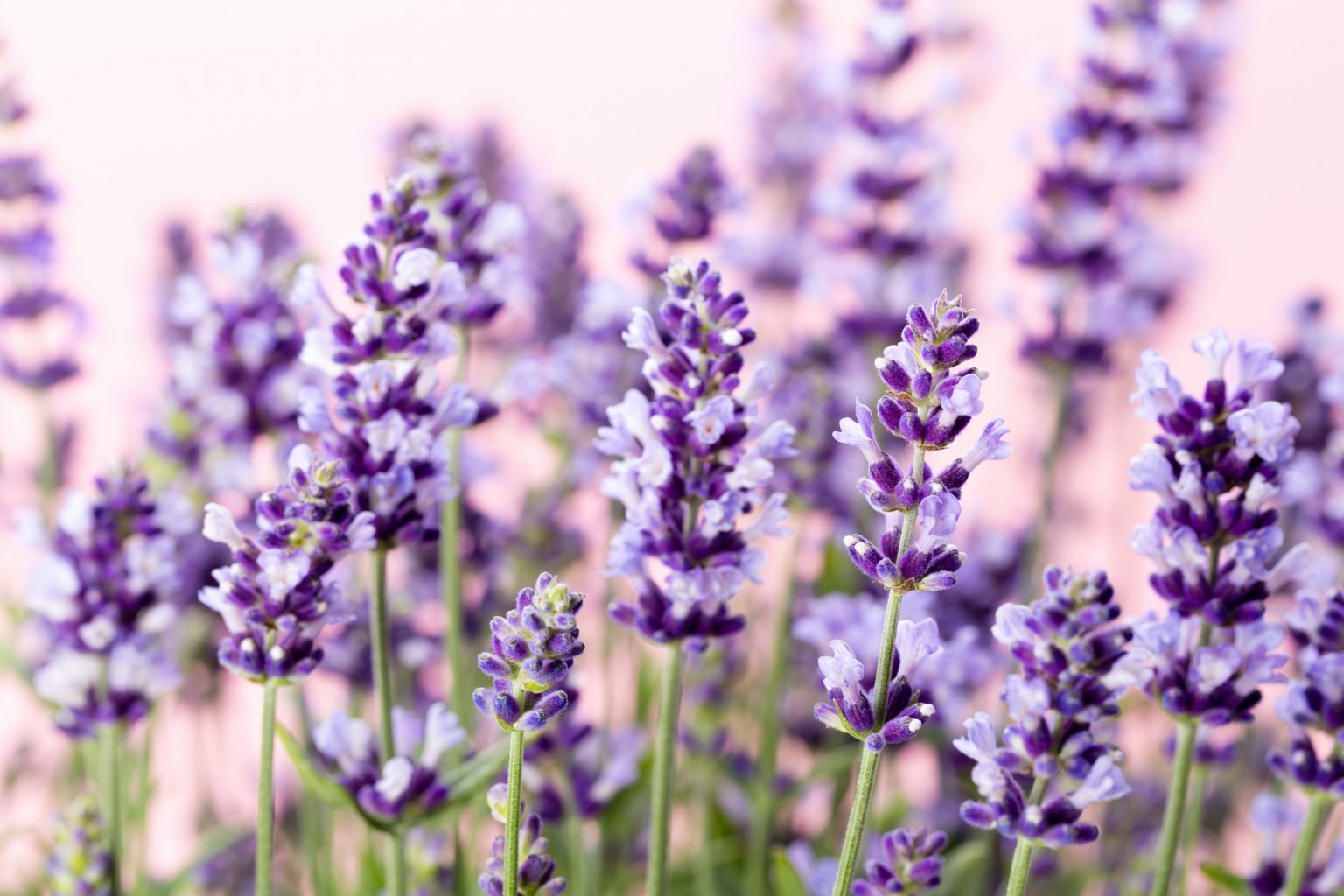 Lavender Companion Plants 7 Best Plants to Grow With