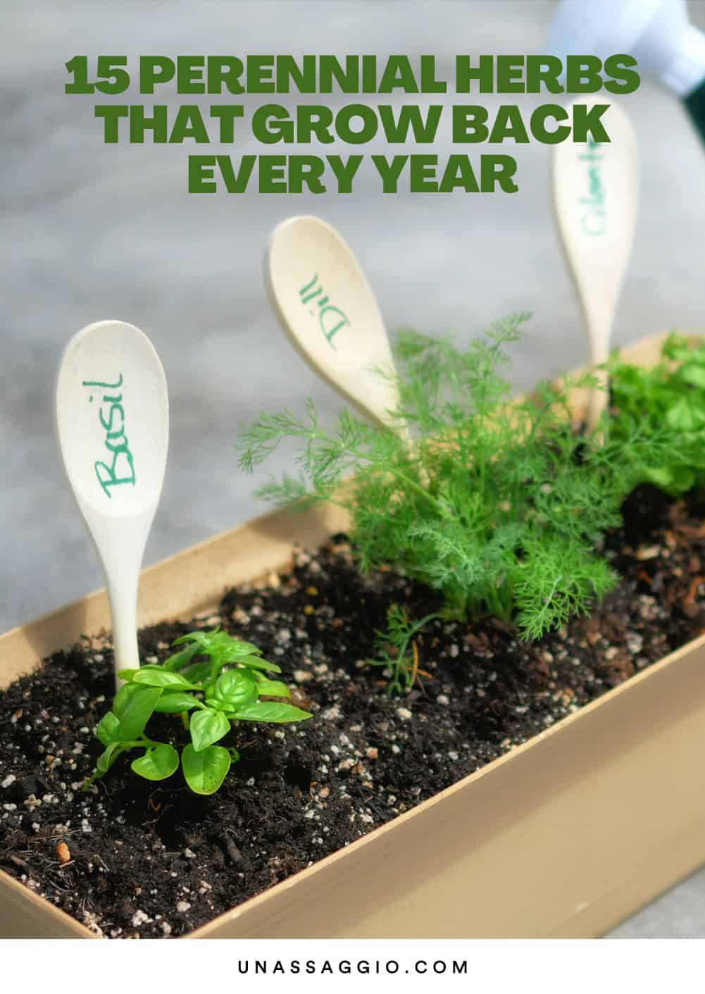 Perennial Herbs That Grow Back Every Year