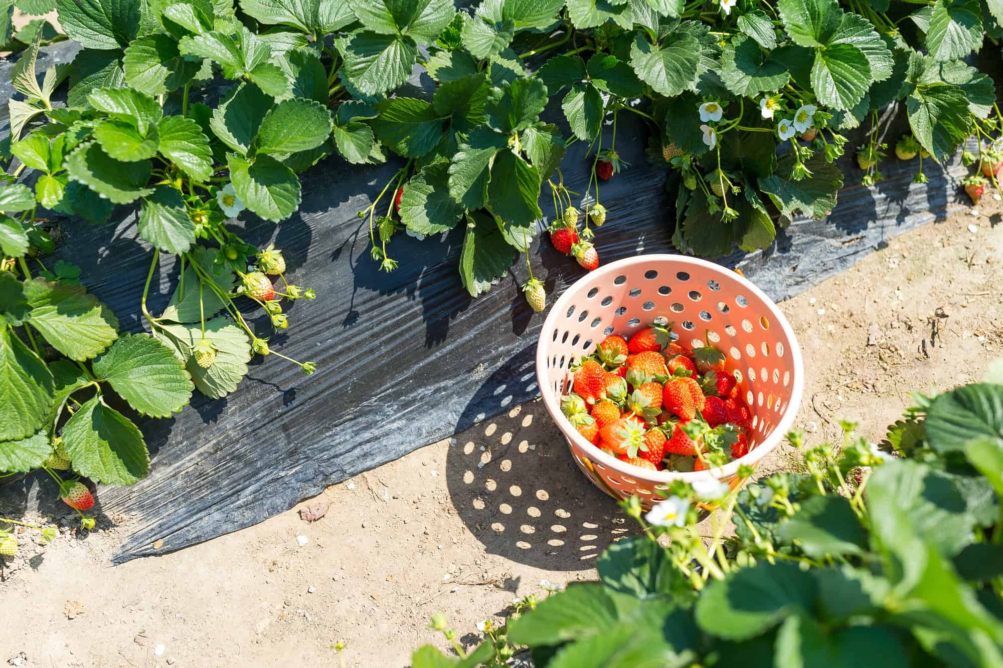 Do Strawberry Plants Prefer Sun Or Shade? UnAssaggio