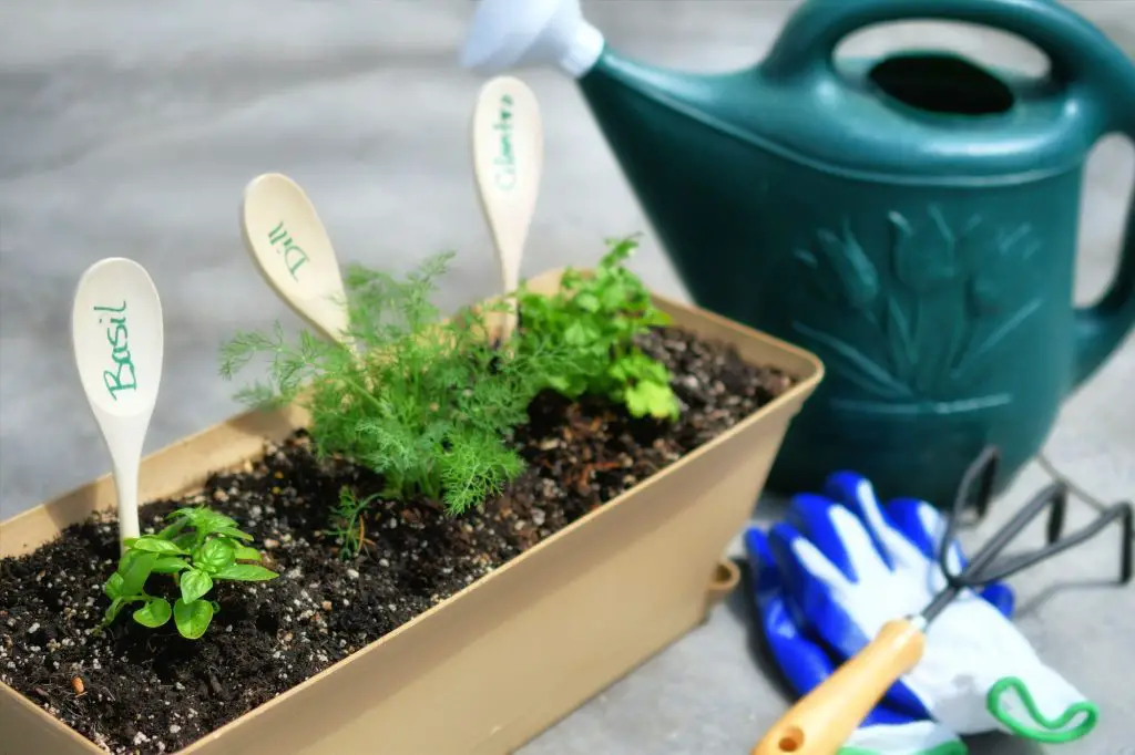 Perennial Herbs That Grow Back Every Year
