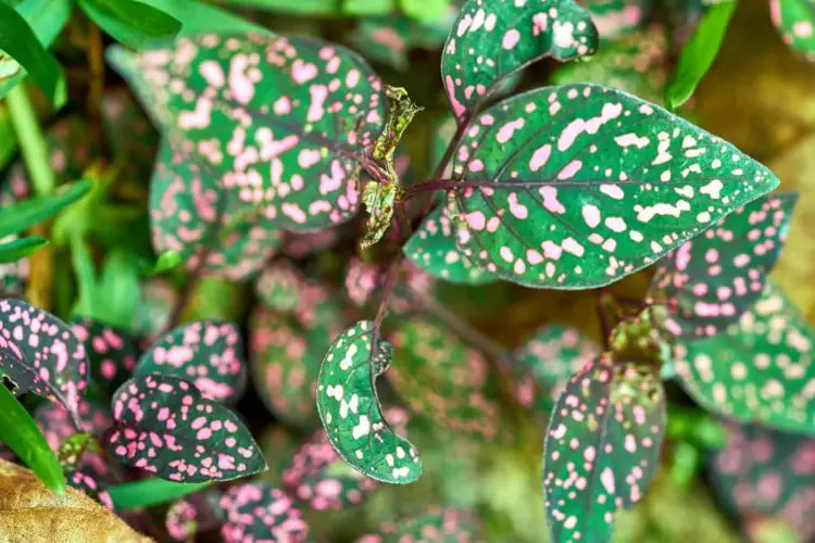 8 Types Of Polka Dot Plants (Care Tips Included) UnAssaggio