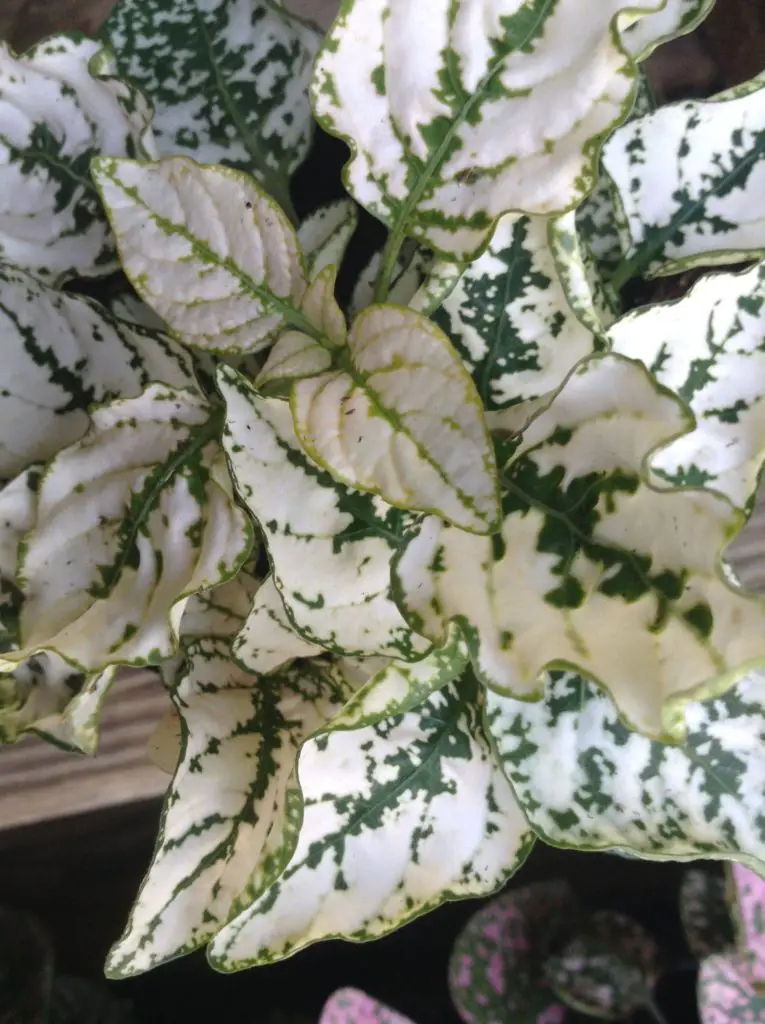 Polka Dot White-dot