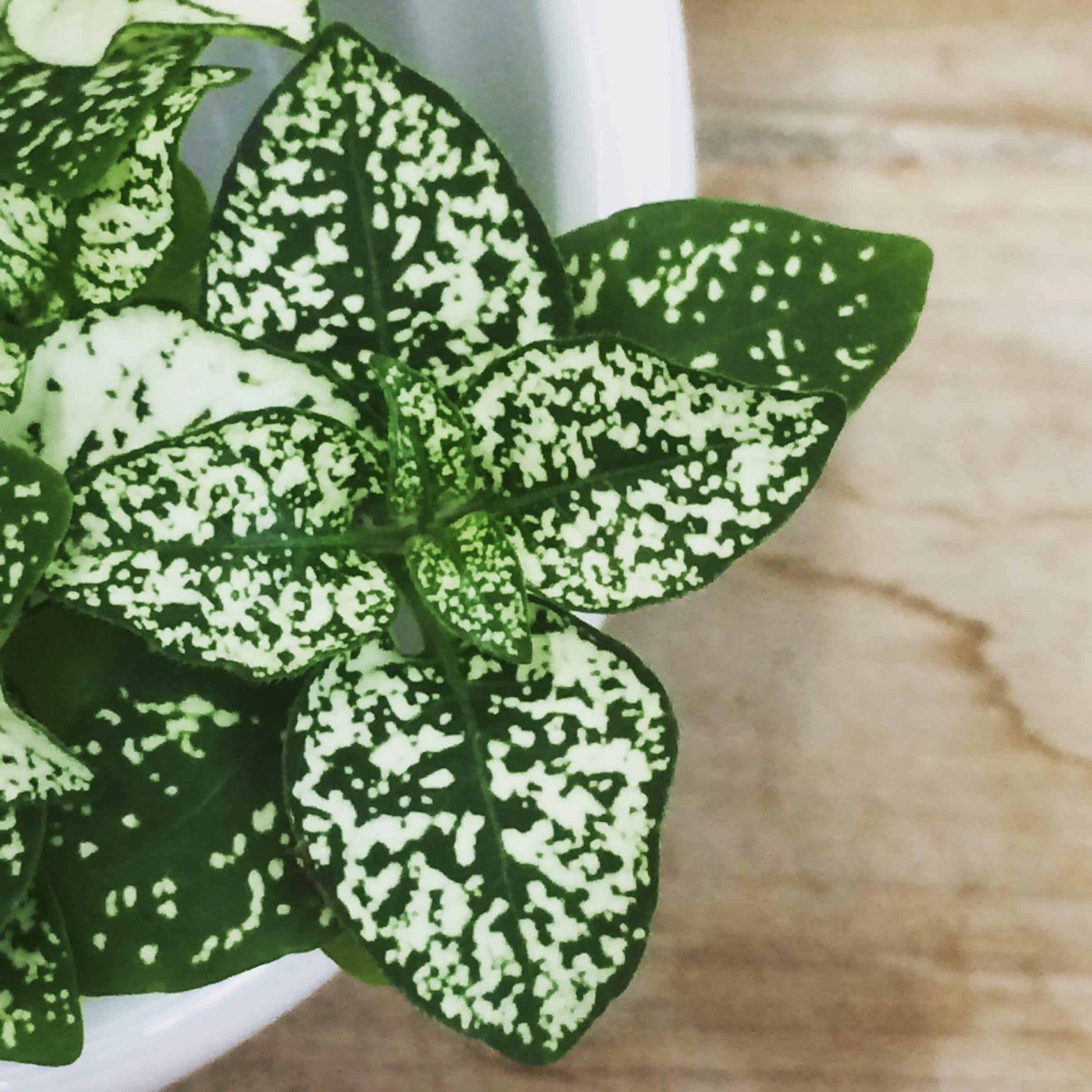 8 Types Of Polka Dot Plants (Care Tips Included) UnAssaggio